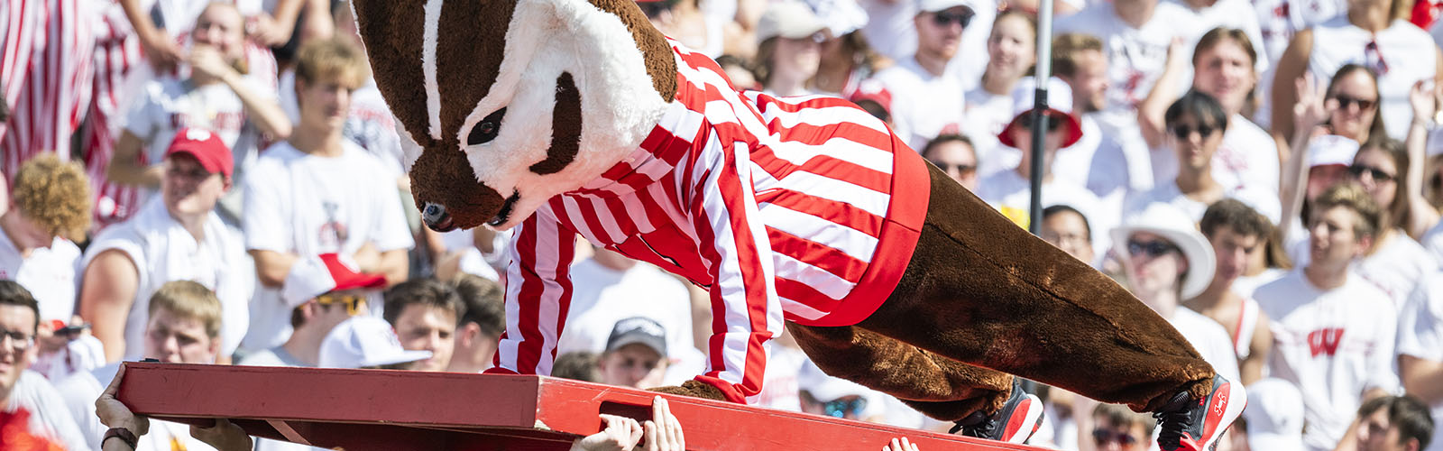 Bucky Badger doing pushups on a red board held over the heads of several students at a recent Wisconsin football game. (Photo by Jeff Miller / UW–Madison)